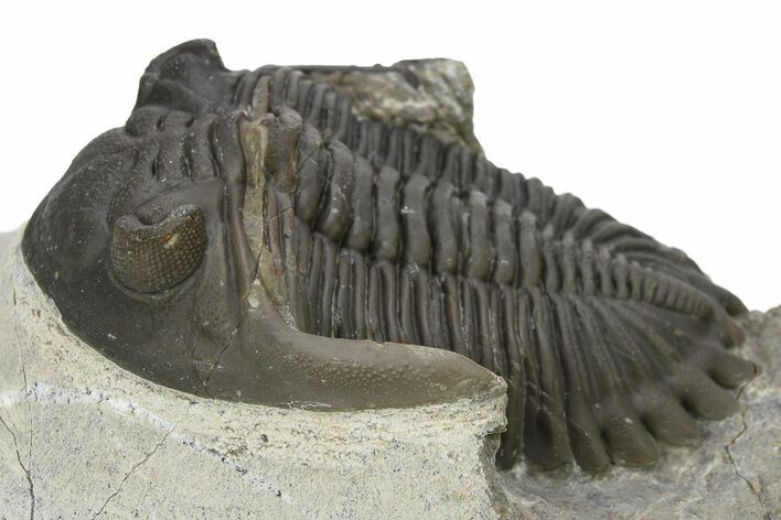 Hollardops Trilobite Fossil - Detailed Eye Preservation #275229
